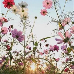 Meet your Posher, Brandi